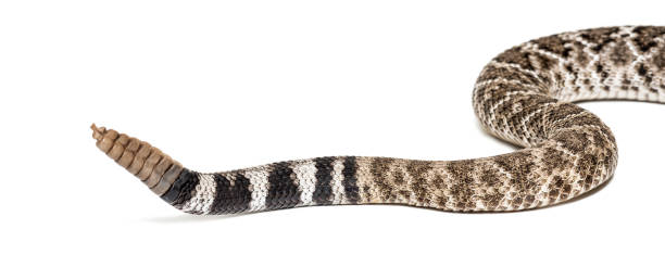 istock Crotalus atrox, western diamondback rattlesnake or Texas diamond-back, venomous snake against white background 1154959564