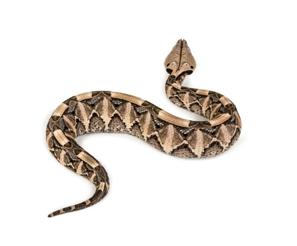 istock Bitis gabonica, Gaboon viper , Bitis gabonica, is a viper species, venomous against white background 1154959569
