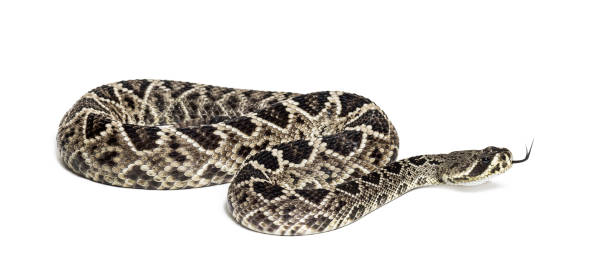 istock Crotalus atrox, western diamondback rattlesnake or Texas diamond-back, venomous snake against white background 1154959572