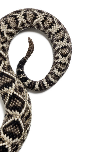 Crotalus atrox, western diamondback rattlesnake or Texas diamond-back, venomous snake against white background