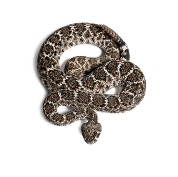 Crotalus atrox, western diamondback rattlesnake or Texas diamond-back, venomous snake looking at camera against white background