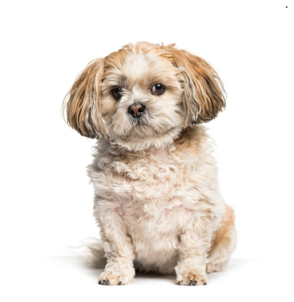 istock Mixed-breed dog sitting against white background 1154959615