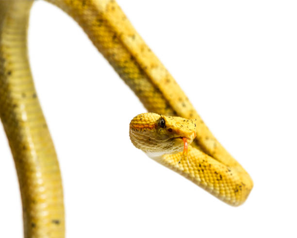 istock Bothriechis schlegelii, Bothriechis schlegelii, the eyelash viper, is a venomous pit viper looking at camera against white background 1154959627