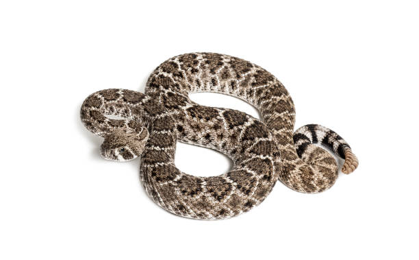 istock Crotalus atrox, western diamondback rattlesnake or Texas diamond-back, venomous snake against white background 1154959634