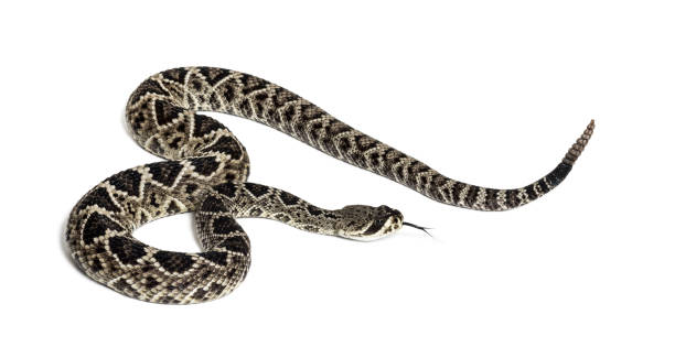 istock Crotalus atrox, western diamondback rattlesnake or Texas diamond-back, venomous snake against white background 1154959637