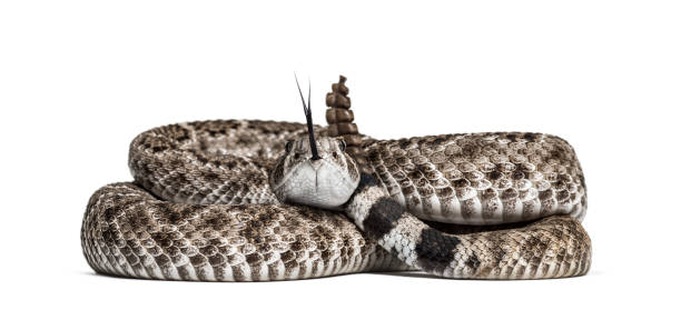 Crotalus atrox, western diamondback rattlesnake or Texas diamond-back, venomous snake against white background