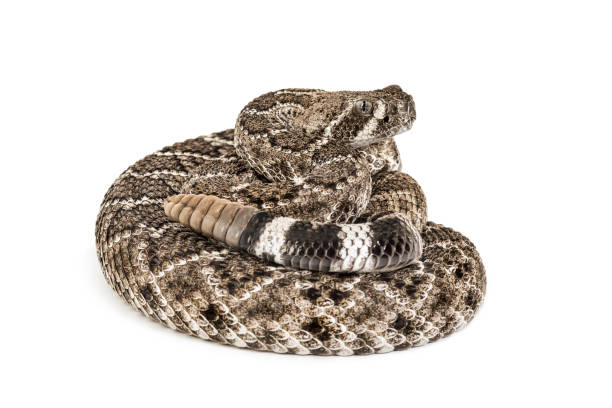 istock Crotalus atrox, western diamondback rattlesnake or Texas diamond-back, venomous snake against white background 1154959677