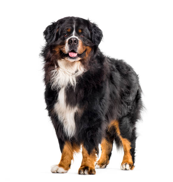 istock Bernese Mountain Dog sitting against white background 1154959728