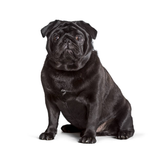istock Carlin sitting against white background, pug 1154959806