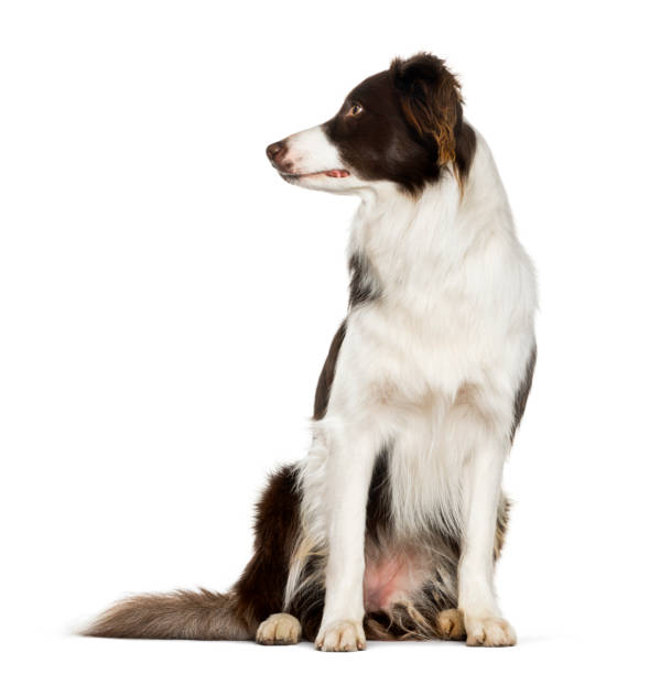 istock Border Collie sitting against white background 1154959823