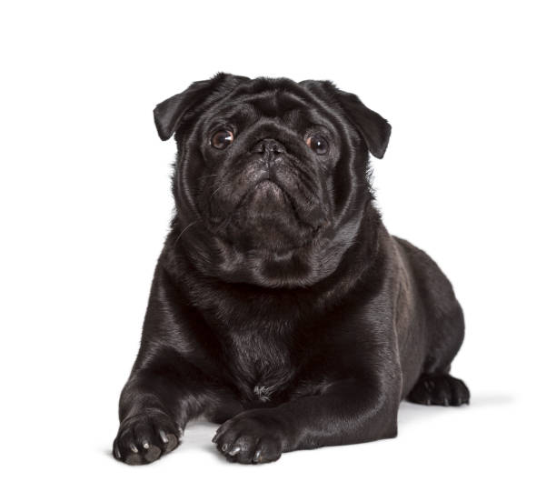 istock Carlin looking at camera against white background, pug 1154959830