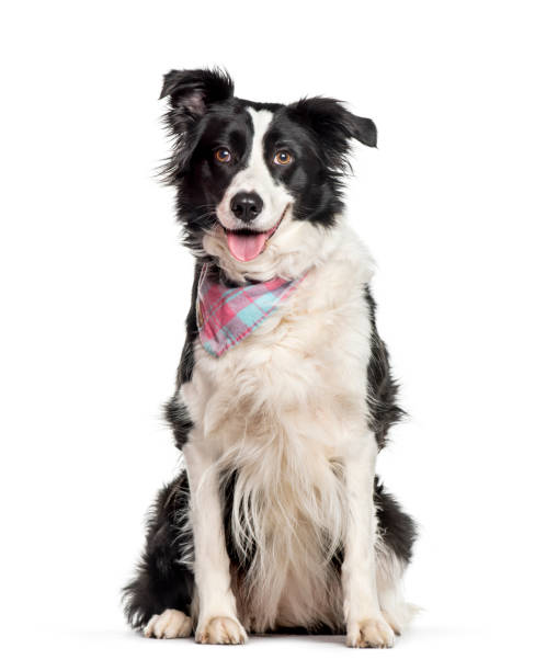 istock Border collie sitting against white background 1154959852