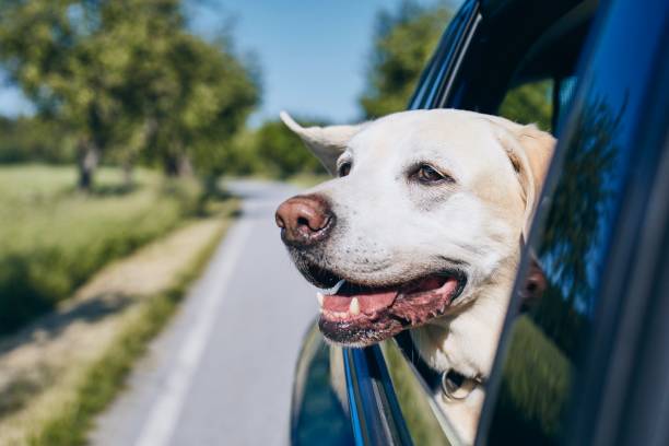istock Dog enjoying from traveling by car 1154959860