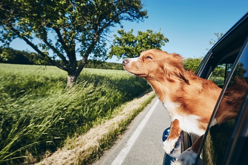 Dog enjoying from traveling by car. Labrador retriever looking through window on road.