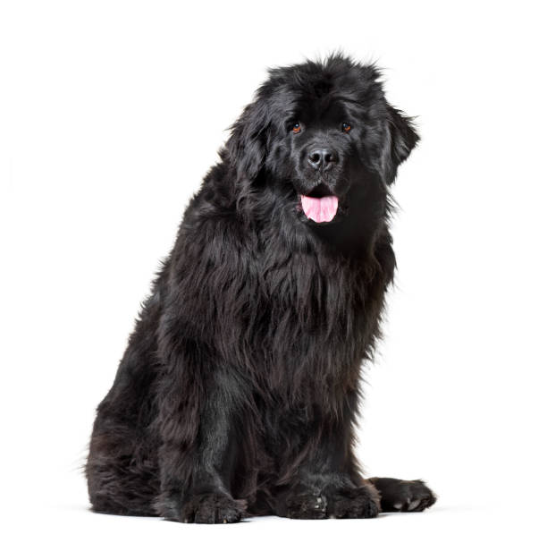 Newfoundland , 10 months old, sitting against white background Newfoundland , 10 months old, sitting against white background newfoundland dog photos stock pictures, royalty-free photos & images