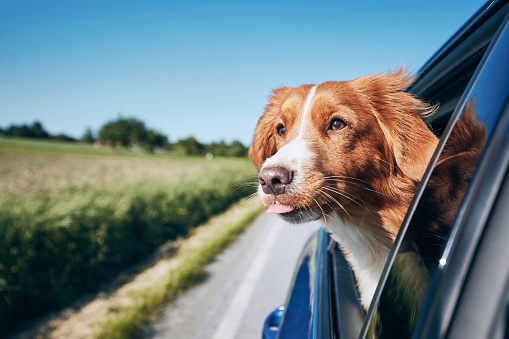 Dog enjoying from traveling by car. Nova Scotia Duck Tolling Retriever looking through window on road.