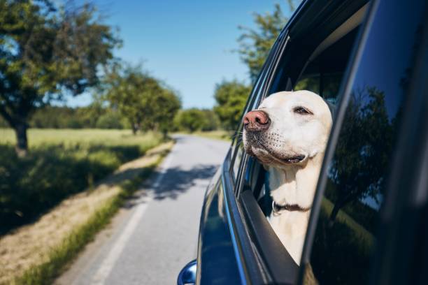 istock Dog enjoying from traveling by car 1154959891