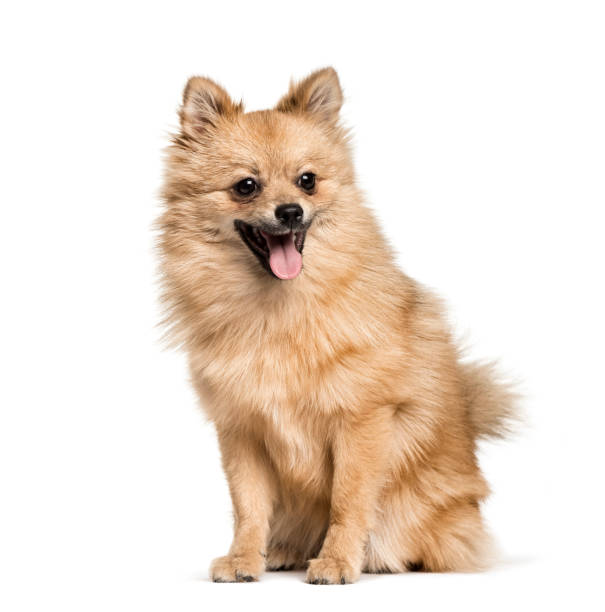 istock Pomeranian , 7months, sitting against white background 1154960435