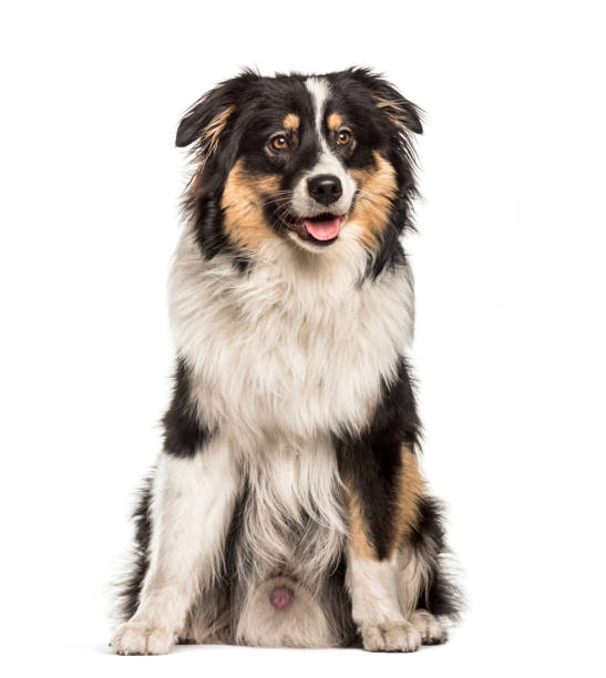 istock Australian Shepherd sitting against white background 1154960444