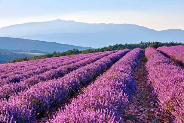 landschaft von lavendel in morning, provence, frankreich - mountain mountain range landscape france stock-fotos und bilder