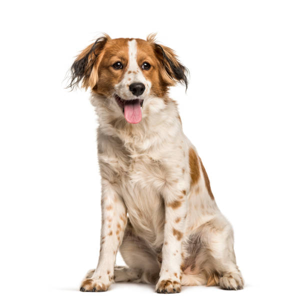 istock Panting Mixed-breed dog sitting against white background 1154960505