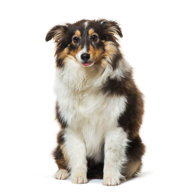 istock dog sitting against white background 1154960520
