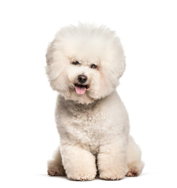 istock Bichon Frise sitting against white background 1154960526