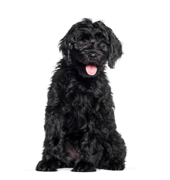 istock Mixed-breed labradoodle sitting against white background 1154960527