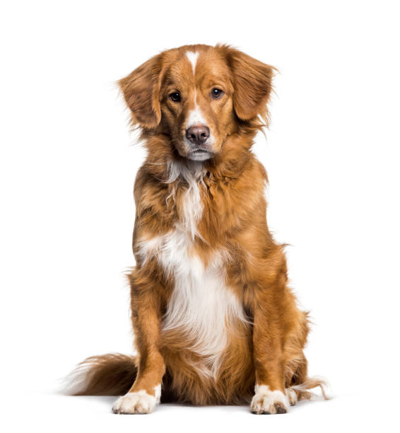 istock Toller , 2 months, sitting against white background 1154960530