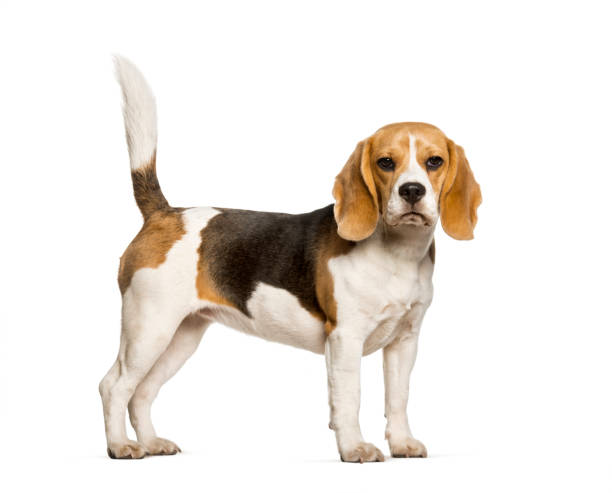 istock Beagles dog standing against white background 1154960613