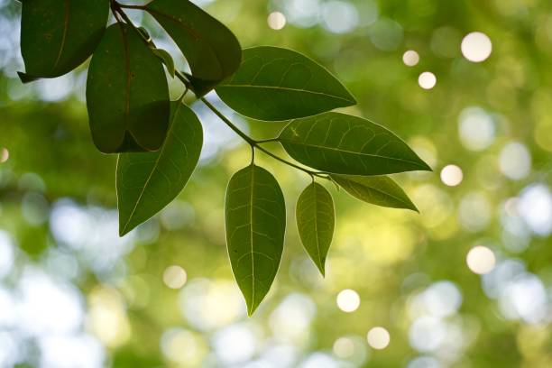 istock green tree leaves and branches in the nature in summer 1154960625