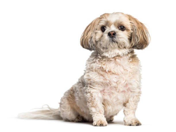 istock Mixed-breed dog sitting against white background 1154960631