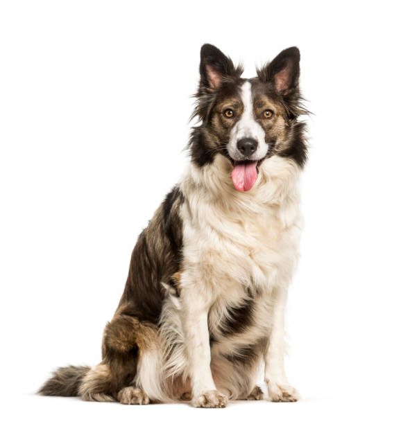istock Mixed breed dog sitting against white background 1154960635