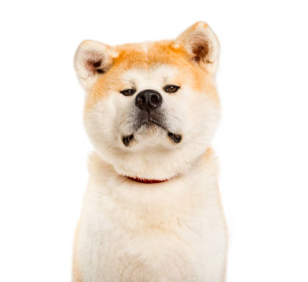 istock akita inu looking at camera against white background 1154960697