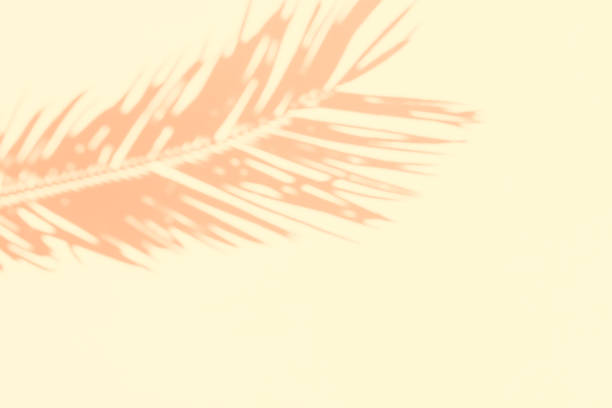 istock Shadow silhouette of beautiful feathery palm leaf in sunlight on soft pastel peachy off-white color stone wall background. Summer tropical vacation creative concept. Urban jungle relaxation tranquility 1154961012