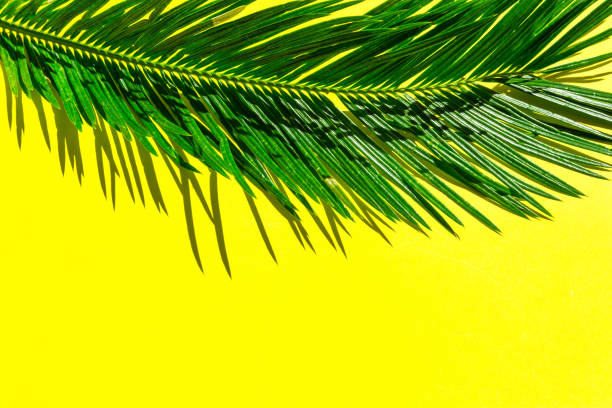 istock Beautiful feathery green palm leaf on vibrant yellow wall background. Summer tropical creative concept. Urban jungle houseplants interior design. Harsh sunlight hard shadows effect. Copy space 1154961052
