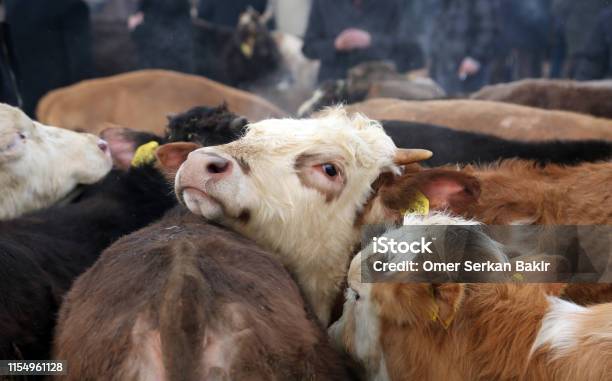Cattle Market Stock Photo - Download Image Now - Sacrifice, Cattle, Buying