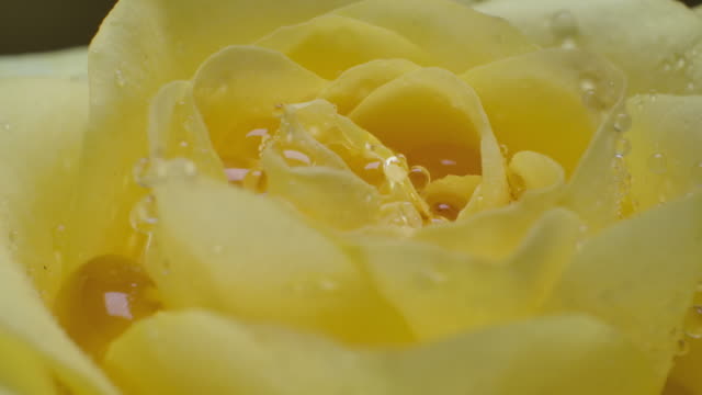 Macro Rotate Shot Beautiful Blooming Yellow Rose Flower Closeup Romance Romantic Theme.