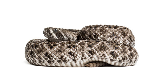istock Crotalus atrox, western diamondback rattlesnake or Texas diamond-back, venomous snake against white background 1154961526