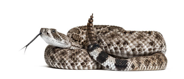 istock Crotalus atrox, western diamondback rattlesnake or Texas diamond-back, venomous snake against white background 1154962122
