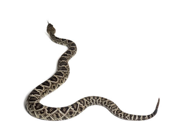 istock Crotalus atrox, western diamondback rattlesnake or Texas diamond-back, venomous snake against white background 1154962146