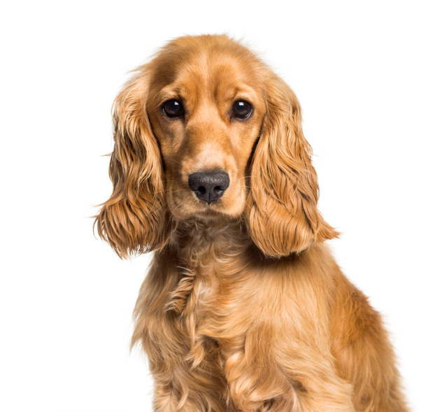 cocker spaniel mirando a la cámara contra el fondo blanco - cocker spaniel fotografías e imágenes de stock