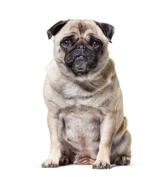 istock Old Pug dog sitting against white background 1154962211