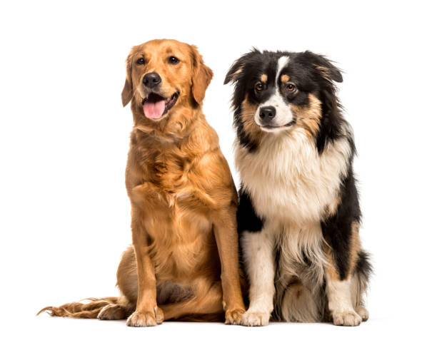 istock Golden Retriever & Australian Shepherd sitting against white background 1154962261