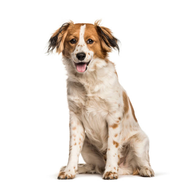 perro de raza mixta sentado contra fondo blanco - mixed breed dog fotografías e imágenes de stock