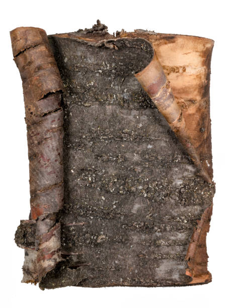 Dark tree bark curling up at the ends as a blackboard with copy space isolated on white