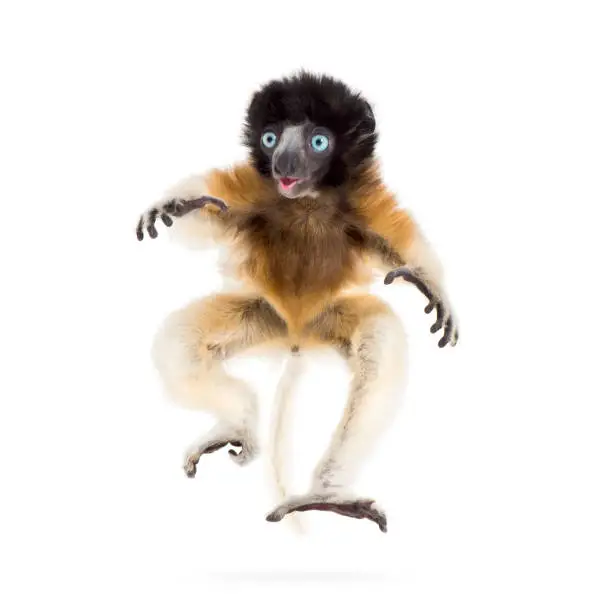 Soa, 4 months old, Crowned Sifaka, jumping against white background