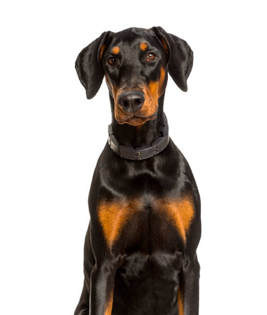 istock Doberman dog looking at camera against white background 1154962364