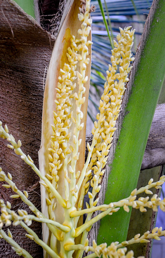 Coconut flower on tree, Spadix close up shot