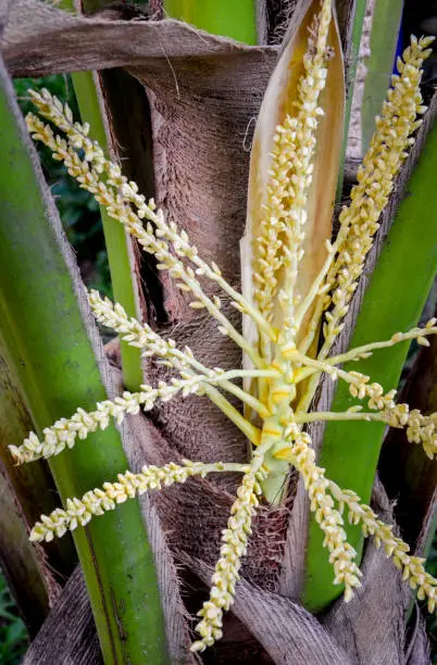 Photo of Coconut flower on tree, close up shot